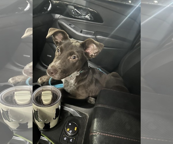 Medium Photo #2 Mutt Puppy For Sale in Woodbury, NY, USA