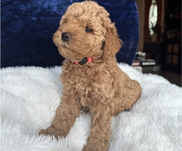 Medium Photo #3 Goldendoodle (Miniature) Puppy For Sale in SAN FERNANDO, CA, USA