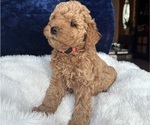 Small #2 Goldendoodle (Miniature)