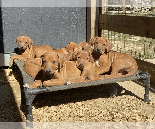 Medium Photo #1 Rhodesian Ridgeback Puppy For Sale in ROME, GA, USA