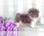 Small Photo #4 Havanese Puppy For Sale in APPLE CREEK, OH, USA