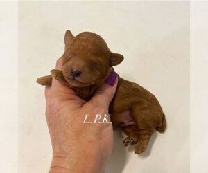 Poodle (Toy) Puppy for sale in WINNSBORO, LA, USA