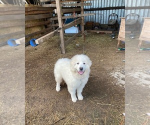 Great Pyrenees Puppy for sale in BATTLE GROUND, WA, USA