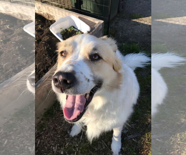 Medium Photo #8 Great Pyrenees Puppy For Sale in Spring, TX, USA