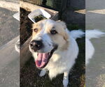 Small #7 Great Pyrenees