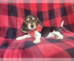 Beagle Puppy for sale in LAKELAND, FL, USA