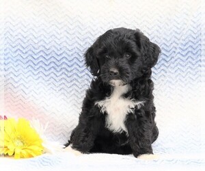 Aussiedoodle-Poodle (Miniature) Mix Puppy for sale in FREDERICKSBG, OH, USA
