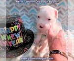 Small Photo #64 Dogo Argentino Puppy For Sale in JANE, MO, USA