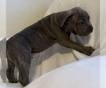 Small Photo #14 American Bully Puppy For Sale in PALM COAST, FL, USA