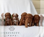 Small #1 Goldendoodle (Miniature)