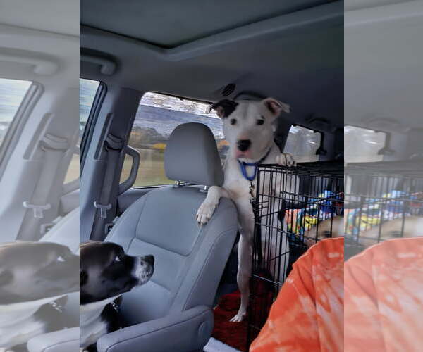 Medium Photo #6 Mutt Puppy For Sale in Thomasville, NC, USA