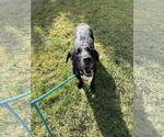Small #6 Labrador Retriever Mix