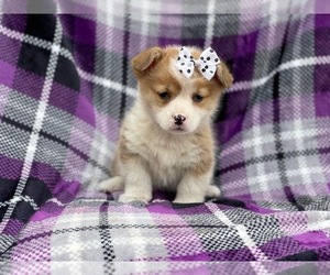 Pembroke Welsh Corgi Puppy for sale in LAKELAND, FL, USA