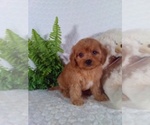 Small #9 Cavalier King Charles Spaniel-Poodle (Toy) Mix