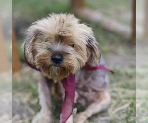 Mutt Dogs for adoption in San Antonio, TX, USA