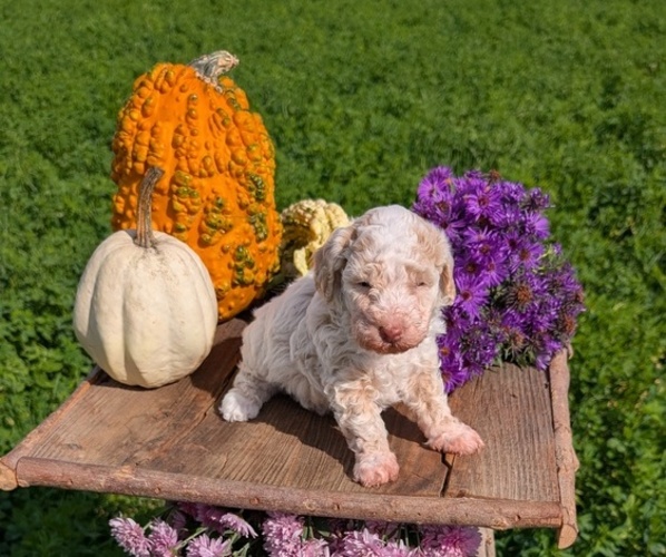 Medium Photo #2 Poodle (Toy) Puppy For Sale in GOSHEN, IN, USA