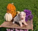 Small #1 Poodle (Toy)