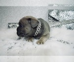 Small Photo #17 French Bulldog Puppy For Sale in HAYWARD, CA, USA