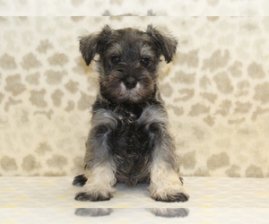 Schnauzer (Miniature) Puppy for sale in DENVER, PA, USA