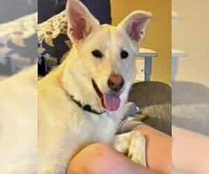 German Shepherd Dog Dogs for adoption in La Grange , NC, USA