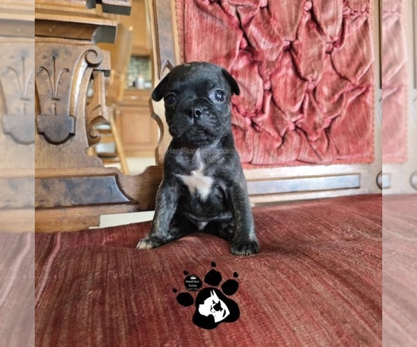 Medium Photo #1 Buggs Puppy For Sale in LAKELAND, FL, USA