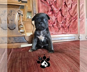 Buggs Puppy for sale in LAKELAND, FL, USA