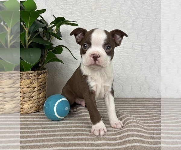 Medium Photo #4 Boston Terrier Puppy For Sale in GREENFIELD, IN, USA