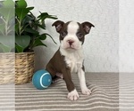 Small #3 Boston Terrier