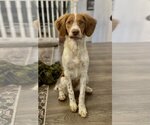 Small Brittany Mix