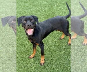 Buddy - Male Retriever -Rottweiler Mix Dog for Adoption - Photo #2