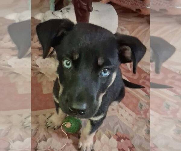 Medium Photo #1 Mutt Puppy For Sale in Royal Palm Beach, FL, USA