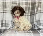 Small Photo #11 ShihPoo Puppy For Sale in LAKELAND, FL, USA