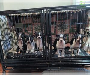 Boston Terrier Puppy for Sale in WARWICK, Rhode Island USA