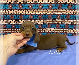 Dachshund Puppy for sale in WINNSBORO, LA, USA