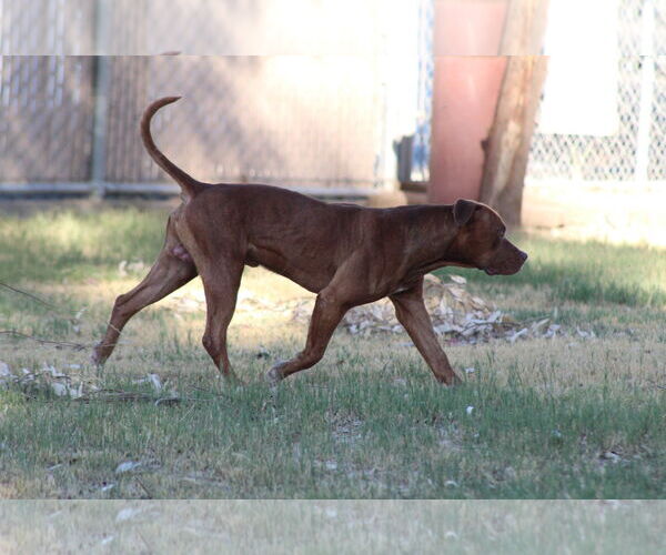 Medium Photo #2 Dogue de Bordeaux-Unknown Mix Puppy For Sale in El Centro, CA, USA