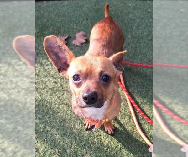 Medium Photo #1 Chihuahua Puppy For Sale in Woodland, CA, USA