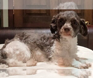 Gavin - Male Maltipoo (Miniature) Dog for Adoption - Photo #3