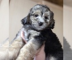 Small #6 Aussiedoodle