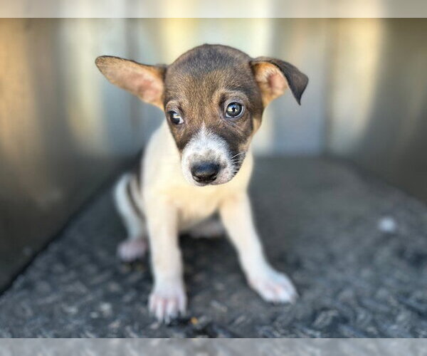 Medium Photo #1 German Shepherd Dog-Unknown Mix Puppy For Sale in HESPERIA, CA, USA
