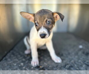 German Shepherd Dog-Unknown Mix Dogs for adoption in HESPERIA, CA, USA