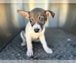 Small German Shepherd Dog Mix