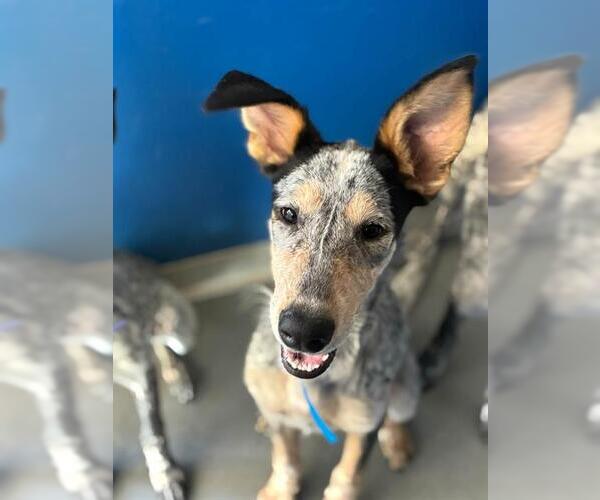 Medium Photo #1 Texas Heeler-Unknown Mix Puppy For Sale in Visalia, CA, USA