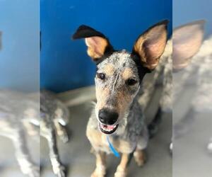 Texas Heeler-Unknown Mix Dogs for adoption in Visalia, CA, USA