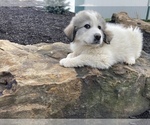 Small Photo #2 Great Pyrenees Puppy For Sale in LEITCHFIELD, KY, USA