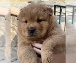 Puppy 3 Chow Chow