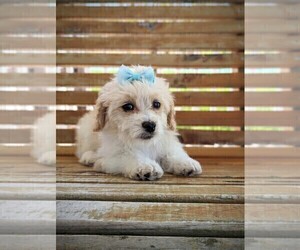 Cavachon-Poodle (Miniature) Mix Puppy for Sale in HOPKINSVILLE, Kentucky USA