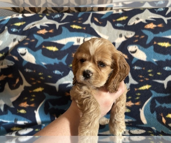 Medium Photo #30 Cocker Spaniel Puppy For Sale in COLBERT, GA, USA