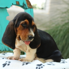 Basset Hound Puppy for sale in GAP, PA, USA