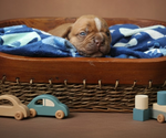 Small #17 Olde English Bulldogge