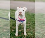 Small Photo #5 American Pit Bull Terrier Puppy For Sale in Richmond, VA, USA
